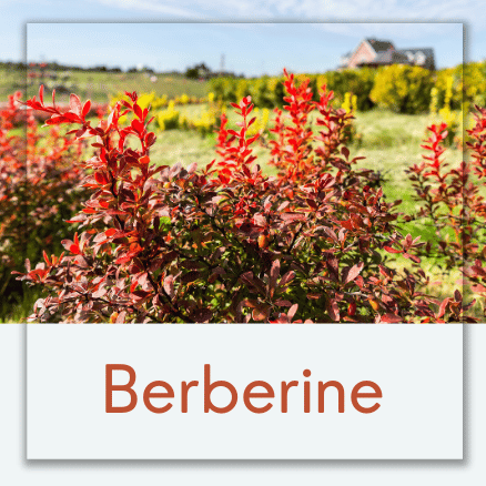 Berberine