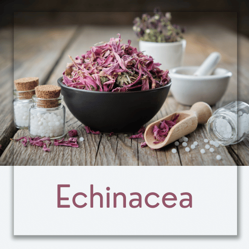 Echinacea