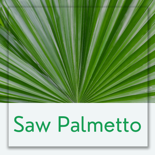 Saw Palmetto